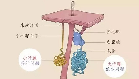 體毛旺盛跟體味重有什么關(guān)系嗎？