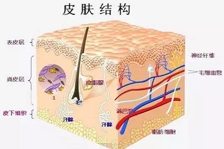 為什么瘦人也會(huì)有“肥胖紋”？
