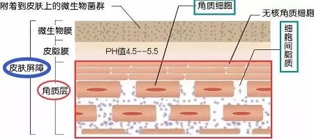 據(jù)說(shuō)62%的人不知道，原來(lái)自己是敏感肌
