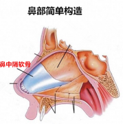 隆鼻術(shù)醫(yī)院哪些專業(yè)靠譜，鼻中隔軟骨隆鼻價格是多少